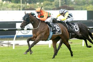 Lord Arthur (NZ) is a half brother to dual Horse of the Year Bonneval (NZ). Photo: Trish Dunell